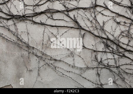 Old grey stucco wall covered with dry ivy. Background texture. Stock Photo