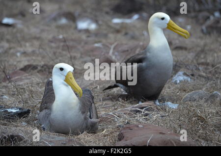 Waved Albatross (also known as Galapagos Albatross), in a nesting colony on Isla Española in the Galapagos Islands. Stock Photo