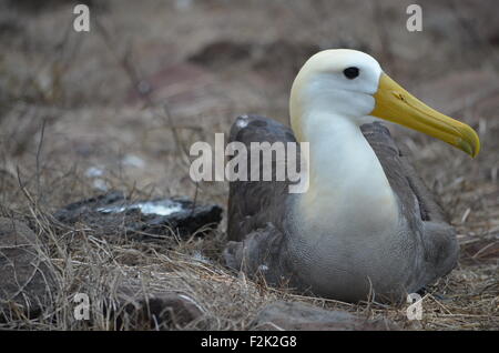 Waved Albatross (also known as Galapagos Albatross) at a nesting site on Isla Española in the Galapagos Islands. Stock Photo