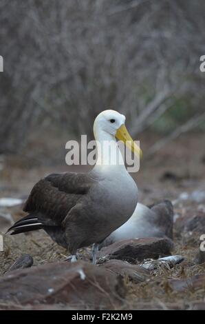 Waved Albatross (also known as Galapagos Albatross), in a nesting colony on Isla Española in the Galapagos Islands. Stock Photo