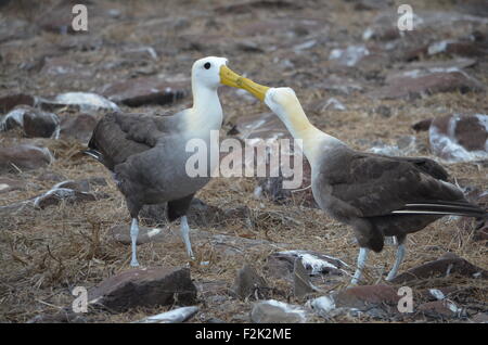 Waved Albatross (also known as Galapagos Albatross), in a nesting colony on Isla Española in the Galapagos Islands. Stock Photo