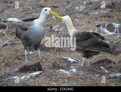 Waved Albatross (also known as Galapagos Albatross), in a nesting colony on Isla Española in the Galapagos Islands. Stock Photo