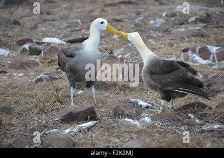 Waved Albatross (also known as Galapagos Albatross), in a nesting colony on Isla Española in the Galapagos Islands. Stock Photo