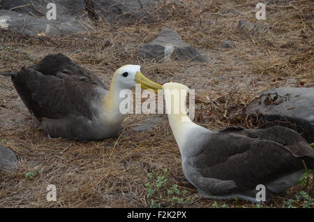 Waved Albatross (also known as Galapagos Albatross) at a nesting site on Isla Española in the Galapagos Islands. Stock Photo