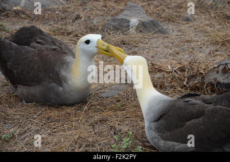 Waved Albatross (also known as Galapagos Albatross) at a nesting site on Isla Española in the Galapagos Islands. Stock Photo