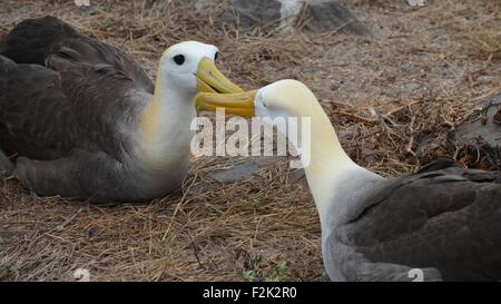 Waved Albatross (also known as Galapagos Albatross) at a nesting site on Isla Española in the Galapagos Islands. Stock Photo