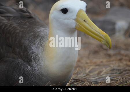 Waved Albatross (also known as Galapagos Albatross), in a nesting colony on Isla Española in the Galapagos Islands. Stock Photo