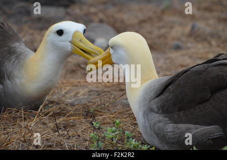 Waved Albatross (also known as Galapagos Albatross) at a nesting site on Isla Española in the Galapagos Islands. Stock Photo