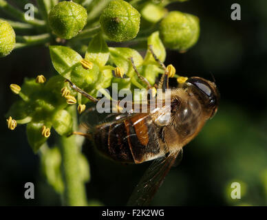 A honey bee nectaring on a plant in an English Garden
