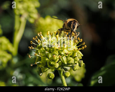 A honey bee nectaring on a plant in an English Garden Stock Photo