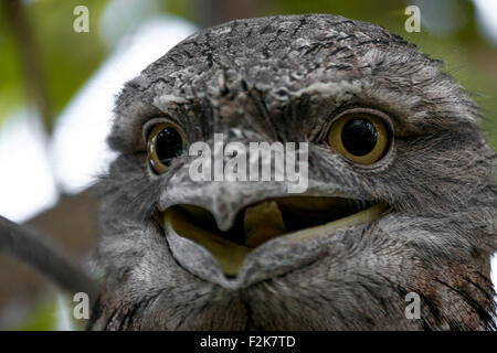 Tawny Frogmouth Close Up Stock Photo