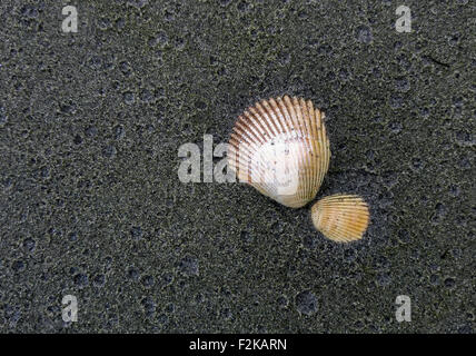 seashells on a sandy beach Stock Photo