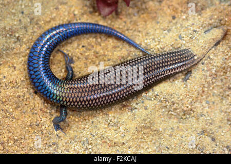 A skink with a blue tail, known as Gran Canaria skink or Chalcides sexlineatus, is hiding in the sand Stock Photo