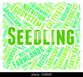 Seedling Word Meaning Young Tree And Verdure Stock Photo