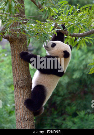 Washington, DC, USA. 23rd Aug, 2014. File photo taken on Aug. 23, 2014 shows Giant Panda cub Bao Bao climbs on a tree at her first birthday celebration at the National Zoo, in Washington, DC, the United States. Named in honor of first American President George Washington, Washington, DC or Washington District of Columbia is the capital of the United States that is located between Maryland and Virginia states. Overseas Chinese, Confucius institutes, giant pandas and Chinatown are characteristic Chinese features that can be find in Washington, DC © Yin Bogu/Xinhua/Alamy Live News Stock Photo