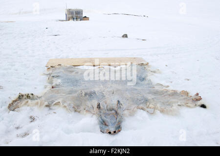 Stretching Polar Bear (Ursus maritimes) hide, fur, drying in the snow after hunt, Baffin bay, Nunavut, Canada. Stock Photo