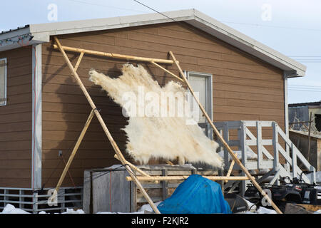 Polar Bear hide (Ursus maritimes) stretched on wood, Pond inlet, Baffin bay, Nunavut, Canada. Stock Photo