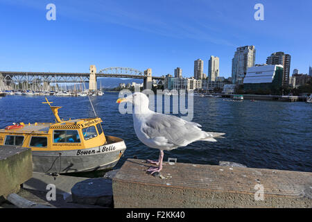 Burrard Street Bridge in Vancouver from Granville Island with an adult Glaucous Winged Gull in the foreground Stock Photo