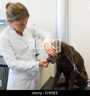 Dog on the table at the veterinarian Stock Photo