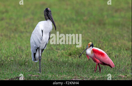 Wood stork (Mycteria americana), roseate spoonbill, (Ajaia ajaja), adult in a meadow, foraging, Pantanal, Mato Grosso, Brazil Stock Photo