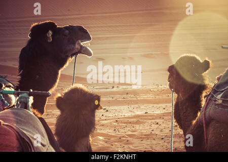 camels in the desert during a rest. Sunrise light, sun flare. Stock Photo