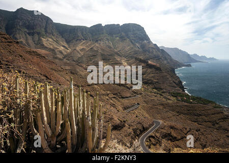 Cliffs, steep coast, Candelabra tree (Euphorbia candelabrum) in front, spurge family, northwest, Gran Canaria, Canary Islands Stock Photo