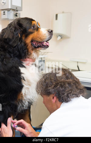 Veterinarian is giving dog an infusion with needle Stock Photo