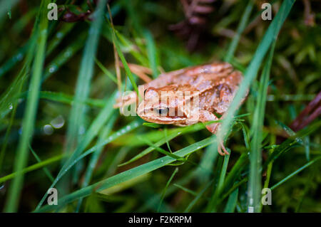 Common European Frog (Rana Temporaria) in wet grass in County Wicklow in Ireland Stock Photo