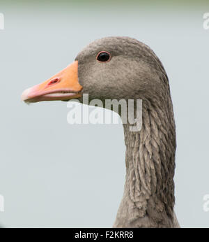 Head and neck of Greylag Goose (Anser Anser) Stock Photo