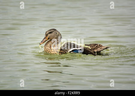 Female Mallard Duck shakes water off her back Stock Photo