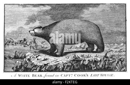 Captain James Cook FRS  1728 1779  British explorer, navigator, cartographer, captain Royal Navy. white bear Stock Photo