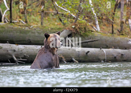 Grizzly Bear in water Stock Photo