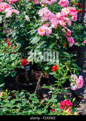 Garden roses on sale in flower nursery Stock Photo