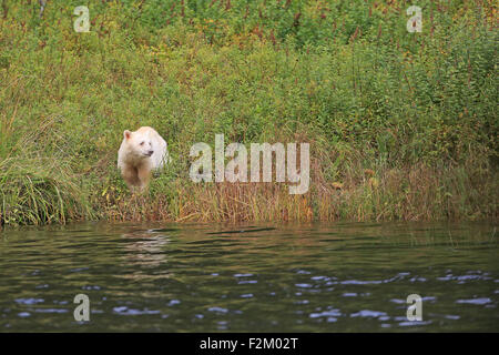 Spirit Bear at waters edge in British Columbia Canada Stock Photo