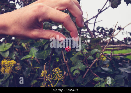 Hand picking blackberries Stock Photo