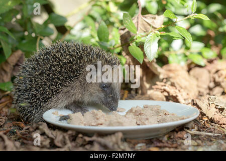 Hedgehog eating cat food off a plate in a garden Stock Photo