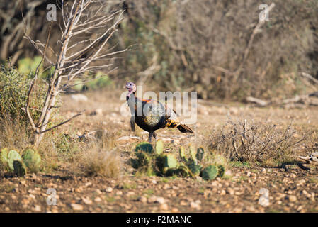 Wild Rio Grande turkey walking to the left behind a Cactus Stock Photo