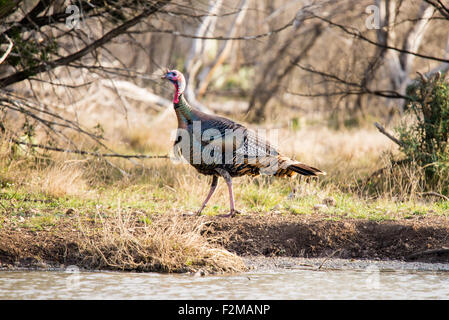 Wild Rio Grande turkey walking to the left behind a pond Stock Photo