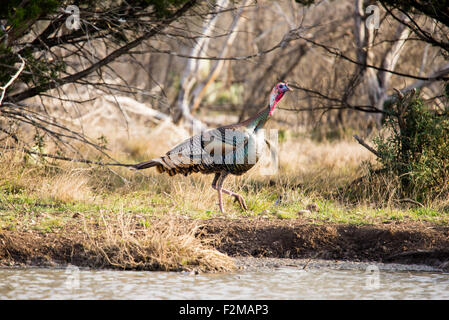 Wild Rio Grande turkey walking to the right behind a pond Stock Photo