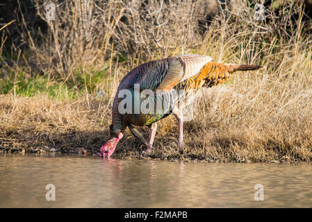 Wild Rio Grande turkey drinking water from a pond Stock Photo