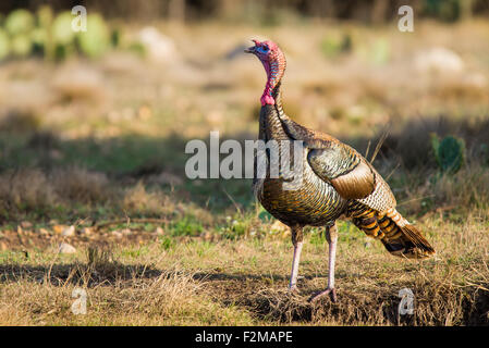 Wild Rio Grande Turkey standing by a Texas pond Stock Photo