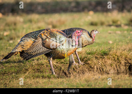 Wild Rio Grande Turkeys taking a drink at a pond Stock Photo