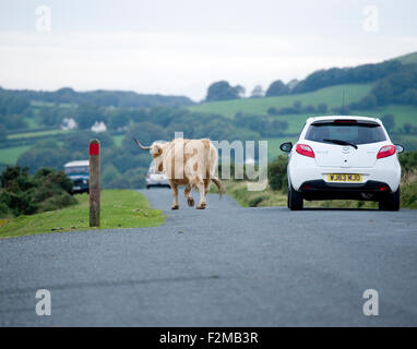 cow on dartmoor road Stock Photo