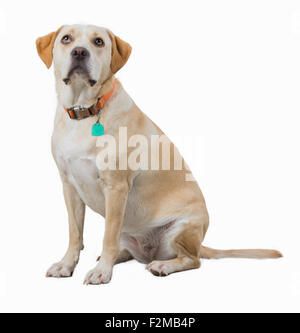 Yellow dog isolated on white Stock Photo