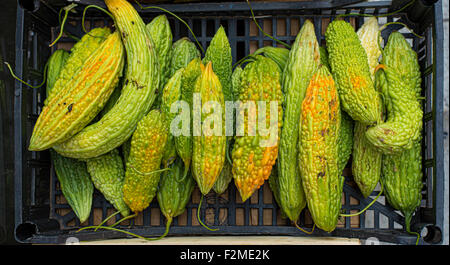 Ripe bitter melons in a market box. Stock Photo
