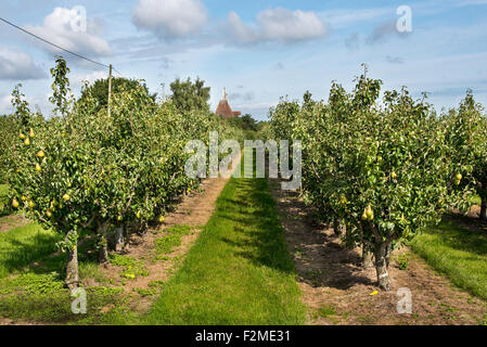 Pears ready for harvest in a Kent Orchard.  An Oast House can be seen in the background. Stock Photo