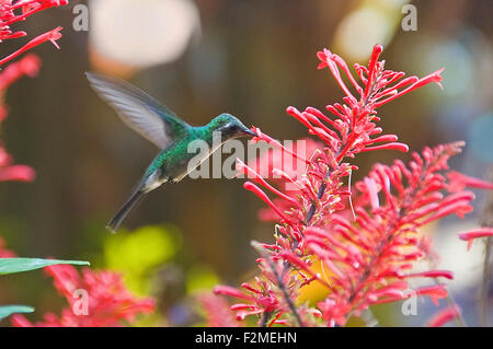 Horizontal view of a Andean emerald hummingbird in Topes de Collantes National Park in Cuba. Stock Photo
