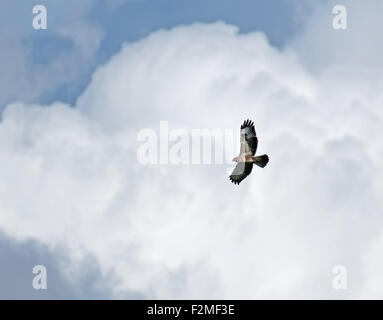 Common Buzzard soaring. Stock Photo