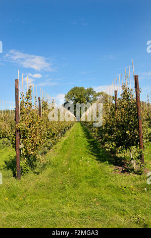 Boughton Monchelsea village, Maidstone, Kent, UK. Commercial apple orchard Stock Photo