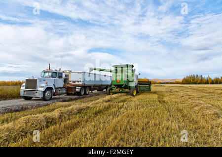 Barley harvest, John Deere 7720 combine depositing harvested barley. Stock Photo
